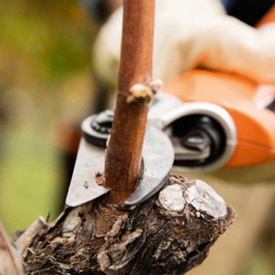 Акумуляторний секатор STIHL ASA 85 (системи PRO) Акумуляторний секатор STIHL ASA 85 (системи PRO)